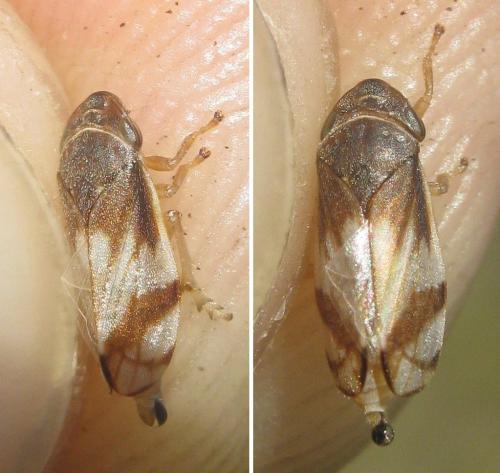 Neophilaenus albipennis